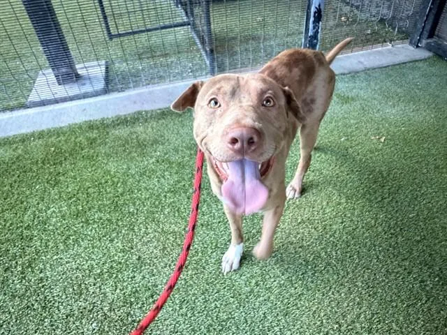 An adult large-sized male Catahoula Leopard Dog dog named Dramatiko for adoption in Garland, TX