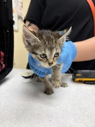 A baby small-sized male Domestic Short Hair cat named Max for adoption in Westland, MI