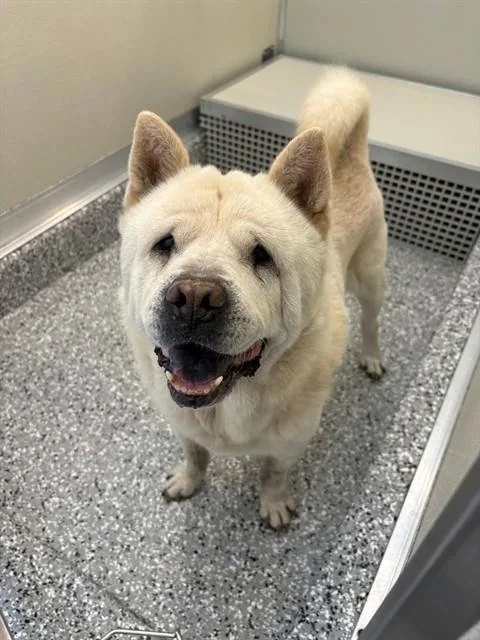 An adult medium-sized male Chow Chow dog named Gregory for adoption in Forney, TX