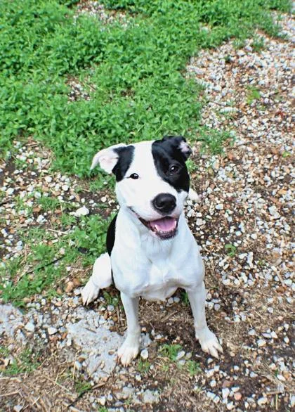 An adult large-sized female Pit Bull Terrier dog named Sadie for adoption in Morton Grove, IL