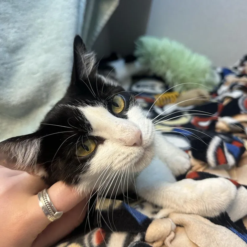 Lydia