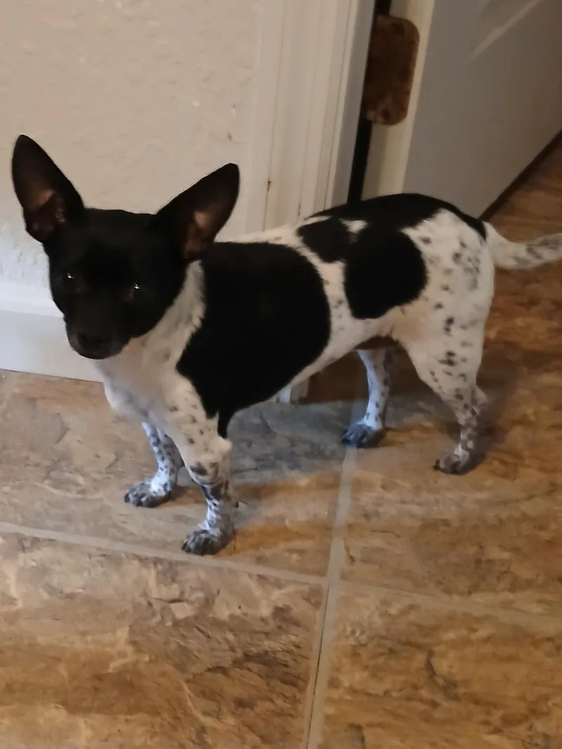 A young medium-sized female Chihuahua dog named DeeDee for adoption in Eastman, GA