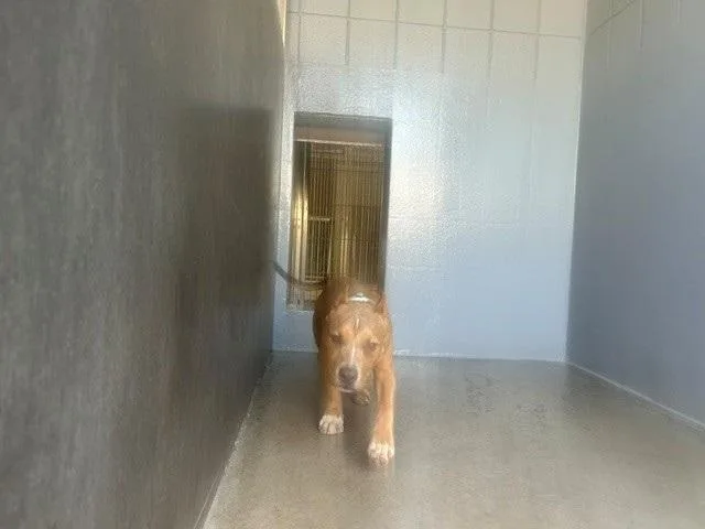 A baby medium-sized male Pit Bull Terrier dog named Ricky for adoption in Santa Monica, CA