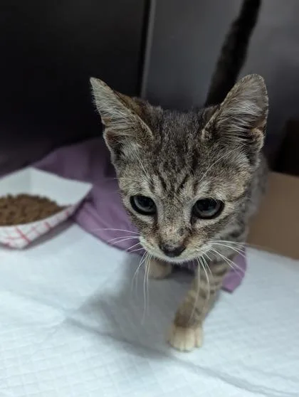 An adult small-sized male Domestic Short Hair cat named Benny Fka Binx for adoption in West Chester, PA