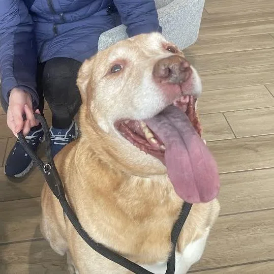 A senior large-sized male Yellow / Tan / Blond / Fawn Mixed Breed dog named Einstein for adoption in Oak Park, IL
