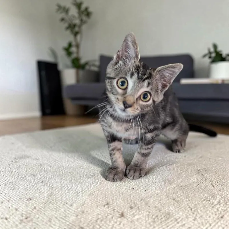 A baby medium-sized male Domestic Short Hair cat named Monkey for adoption in Fort Worth, TX