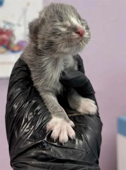 A baby small-sized female Gray / Blue / Silver Domestic Short Hair cat named 61353788 for adoption in El Paso, TX