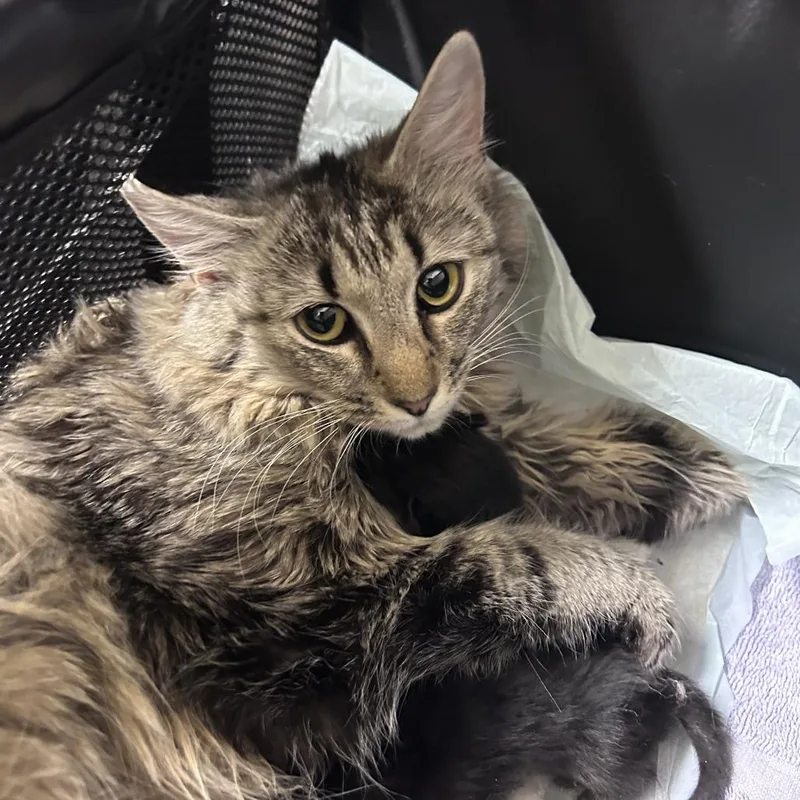 An adult medium-sized female Brown / Chocolate Domestic Long Hair cat named Fruit Bowl for adoption in Asheville, NC