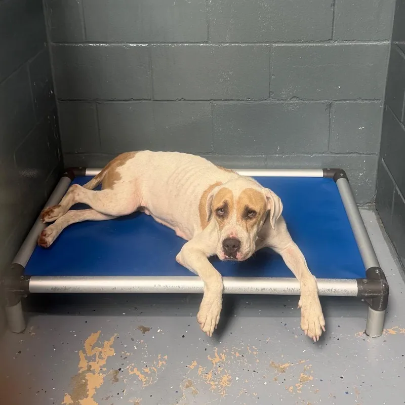 An adult medium-sized female Pit Bull Terrier dog named TUSCStray_____ for adoption in Tuscaloosa, AL
