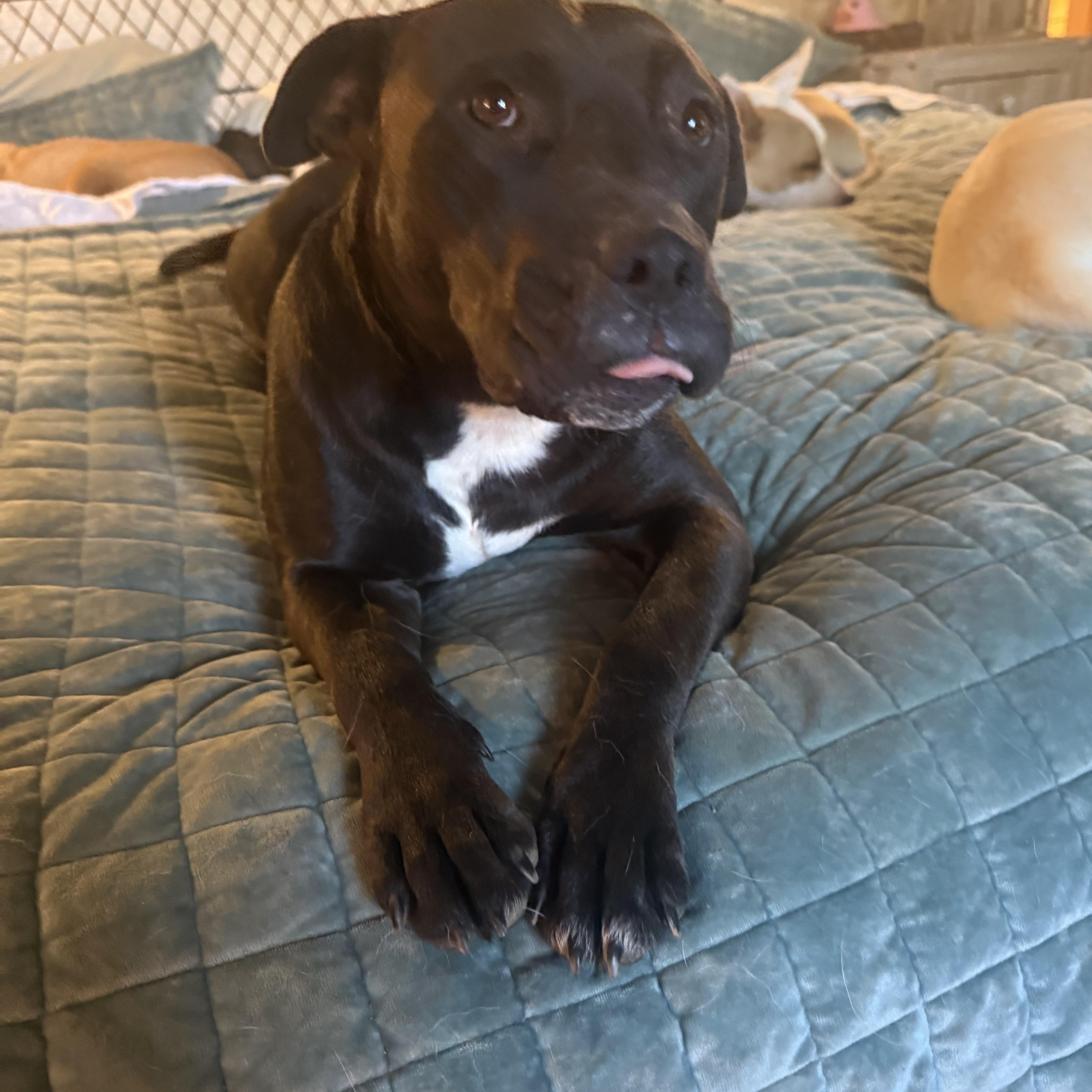 A young medium-sized female Pit Bull Terrier dog named Lovey for adoption in Holly Springs, MS