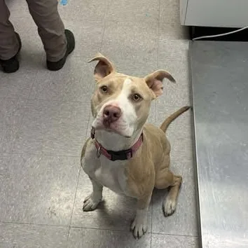 An adult medium-sized female Pit Bull Terrier dog named Jocey for adoption in Bastrop, TX