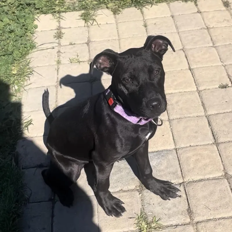 A young medium-sized female Black Labrador Retriever dog named Juliet for adoption in Marysville, OH