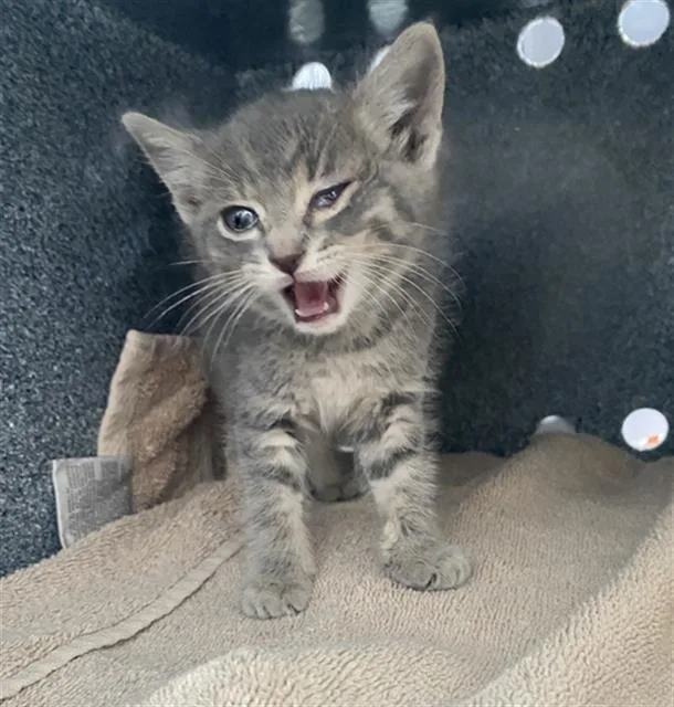 A baby medium-sized female Domestic Short Hair cat named Cloudy for adoption in Dallas, TX