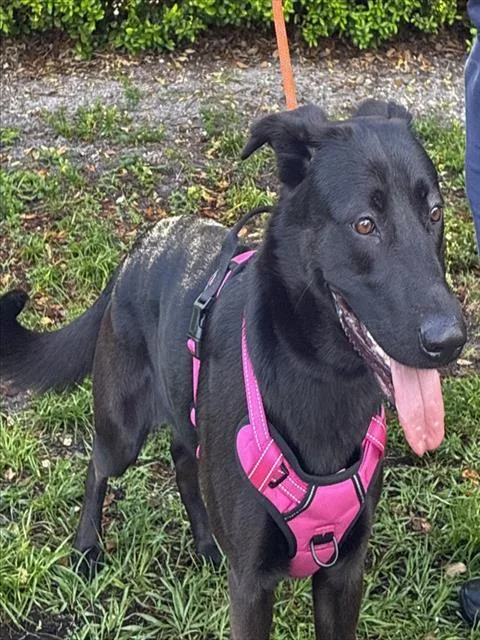 A young large-sized female German Shepherd Dog dog named Ellie for adoption in Fort Lauderdale, FL