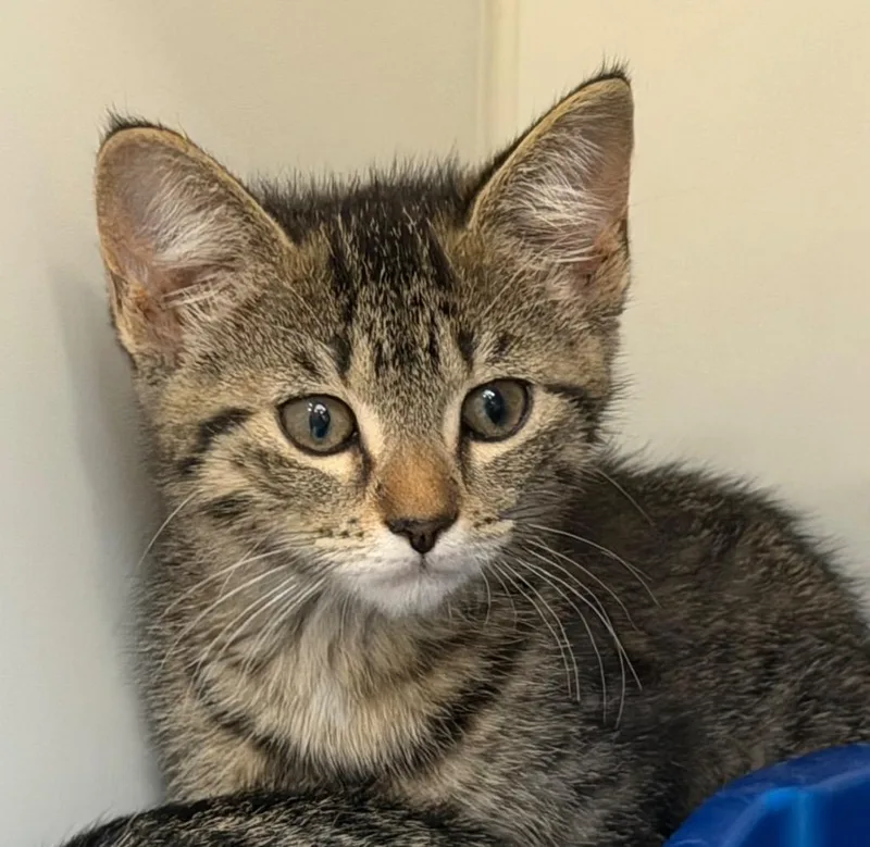 A baby medium-sized female Domestic Short Hair cat named Valeria for adoption in Columbia, IL