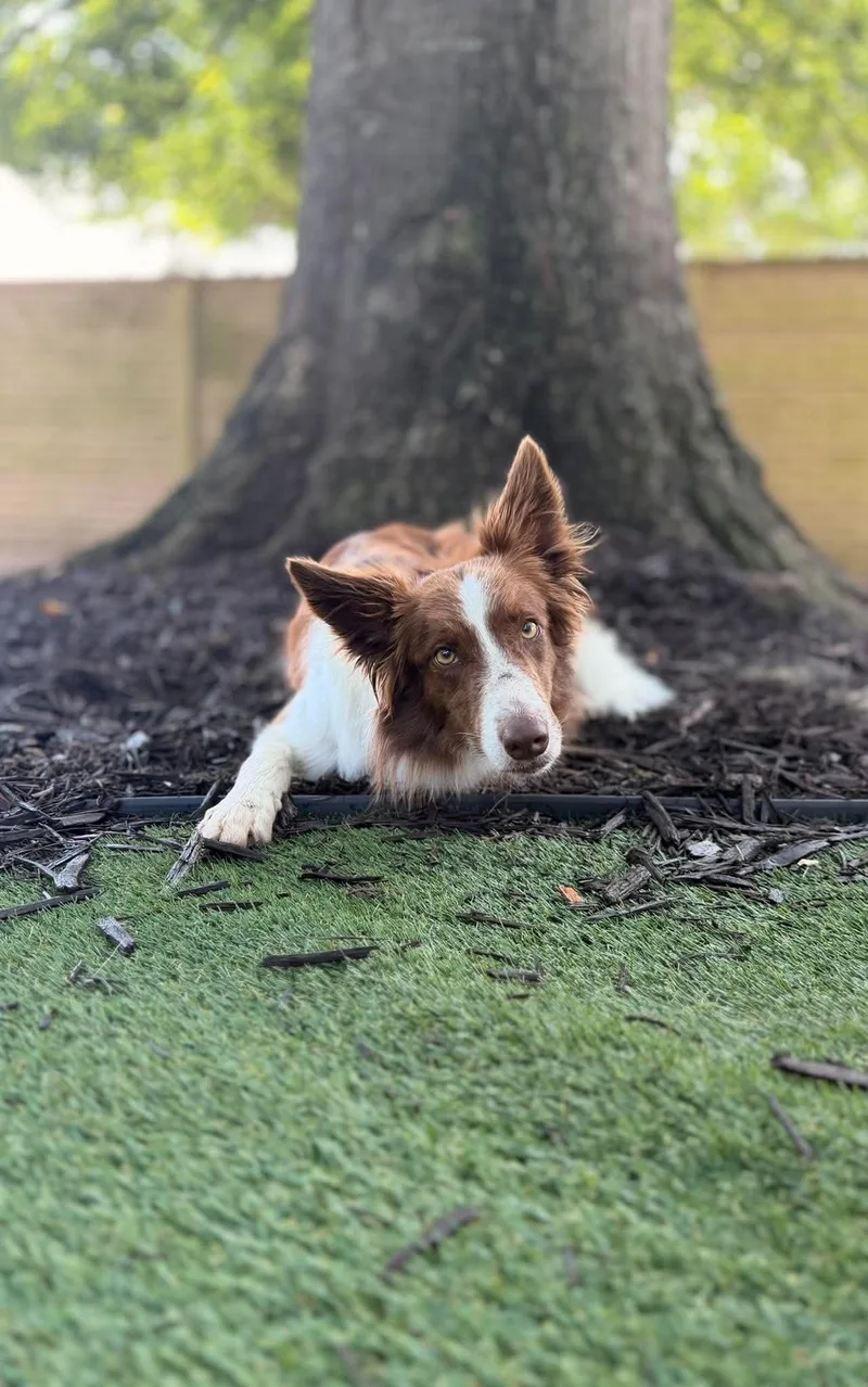 An adult medium-sized female Border Collie dog named Remi Jean for adoption in Houston, TX