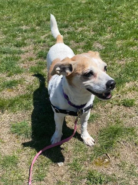 A senior small-sized female Parson Russell Terrier dog named Daisy for adoption in Methuen, MA