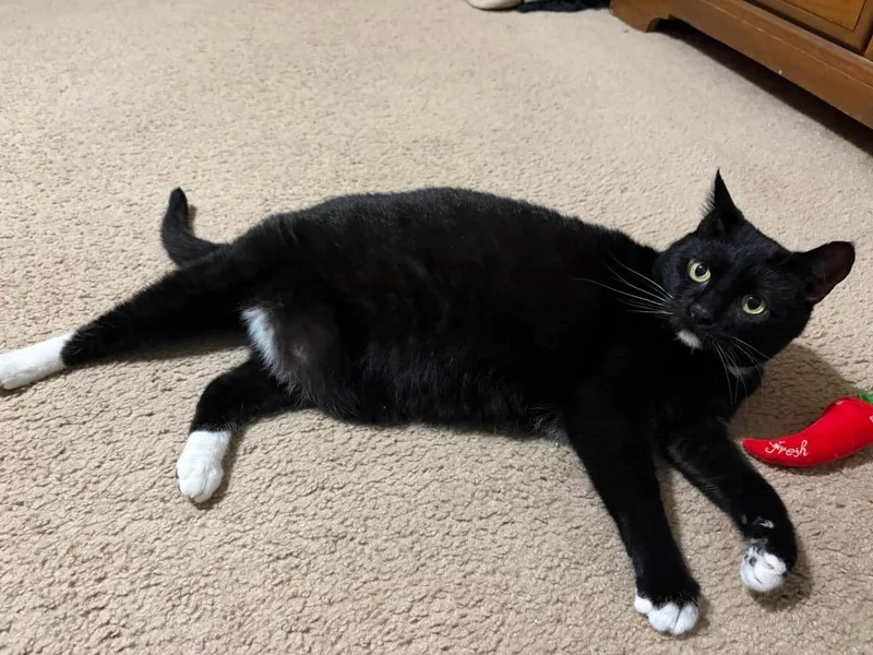 A young large-sized female Domestic Short Hair cat named Alani for adoption in warrenville, SC