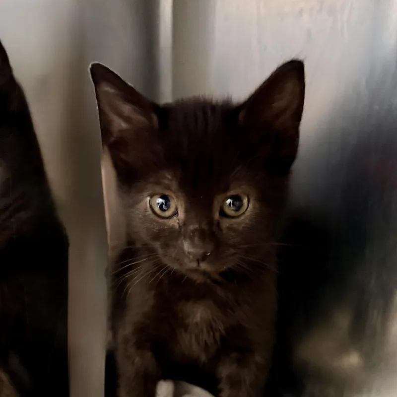 A baby small-sized female Black Domestic Short Hair cat named Sashimi for adoption in Palm Springs, CA