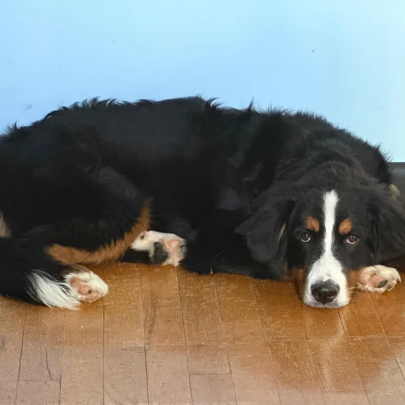 A young medium-sized female Black Bernese Mountain Dog dog named Waverly for adoption in Sinking Spring, PA