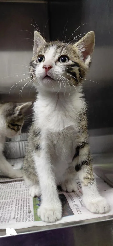 A baby small-sized male Domestic Short Hair cat named Mac for adoption in Henderson, NC