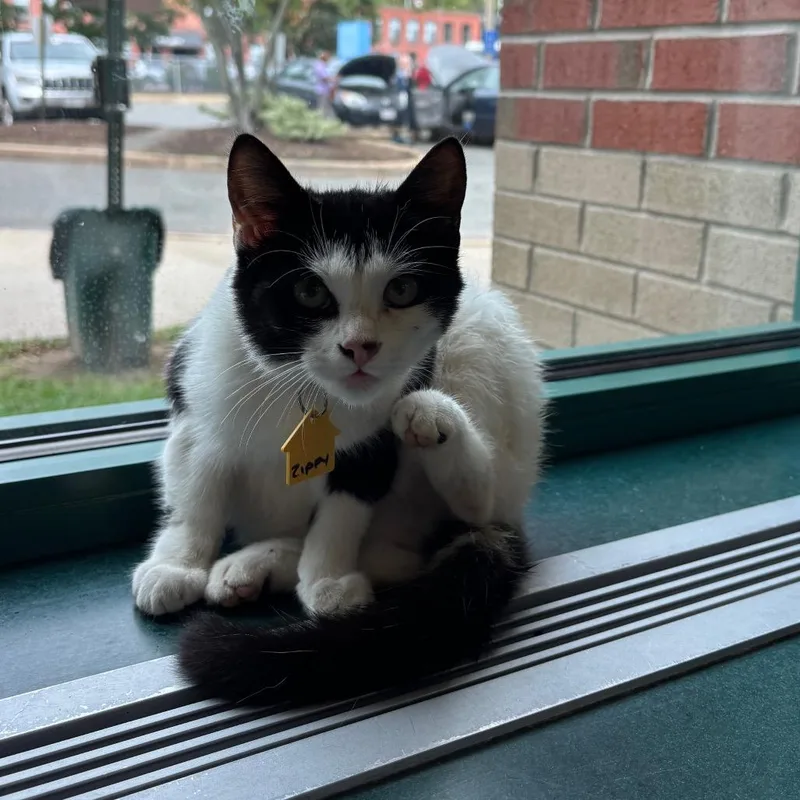 A baby small-sized female Black Domestic Short Hair cat named Zippy for adoption in Springfield, MA