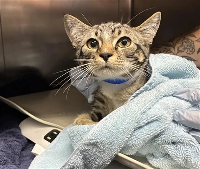 A baby small-sized female Domestic Short Hair cat named A for adoption in Camarillo, CA