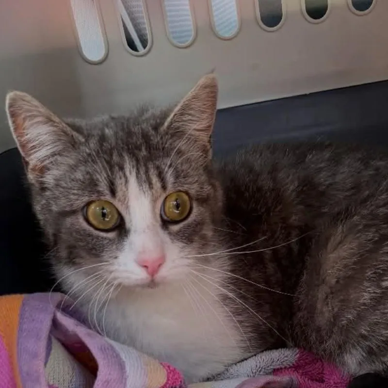 A young small-sized female Gray / Blue / Silver Domestic Short Hair cat named Bibimbap for adoption in Woodbury, NJ