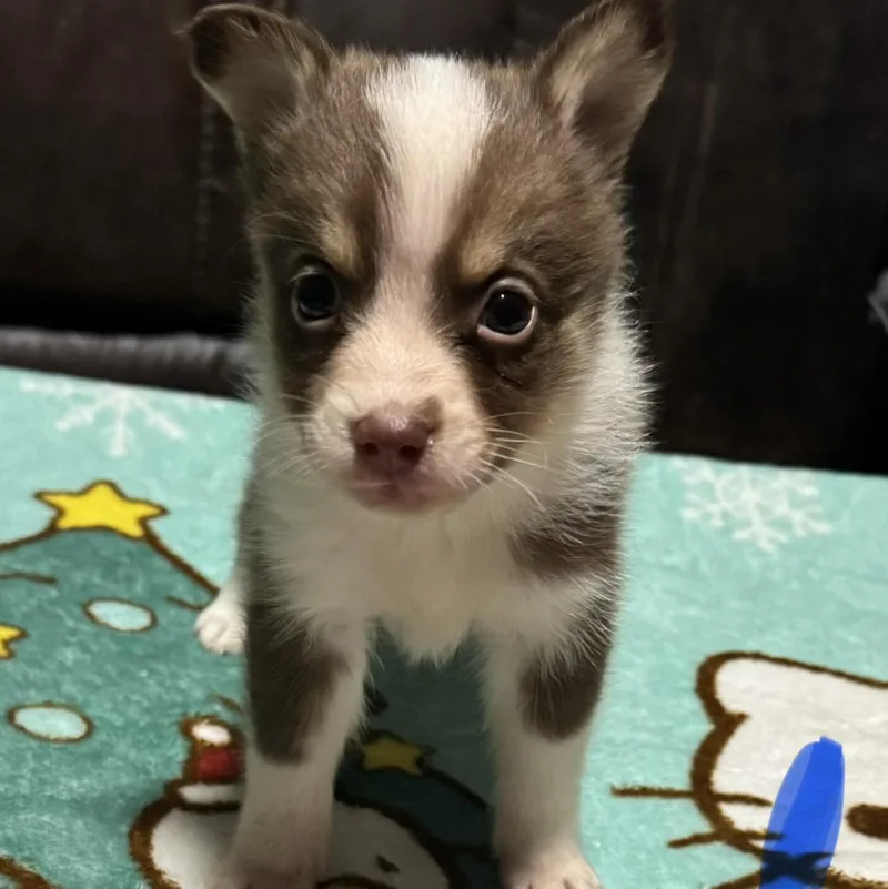 A baby medium-sized male Pomsky dog named Igor for adoption in Oak Bluffs, MA