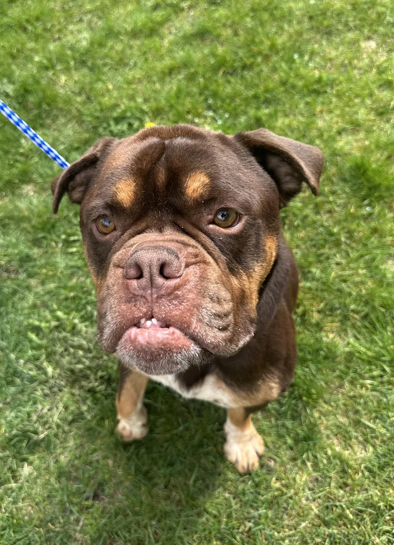 An adult large-sized male English Bulldog dog named Cedar for adoption in Grand Rapids, MI