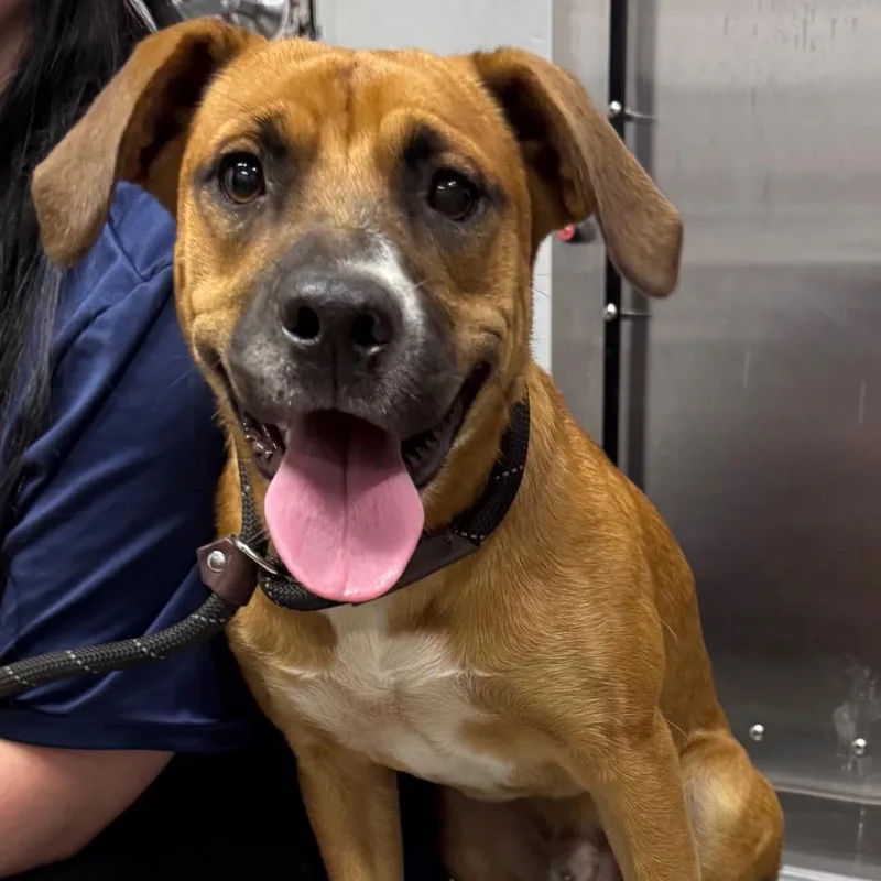 A young medium-sized male Brown / Chocolate Mixed Breed dog named Mr. Banks for adoption in Summerville, SC