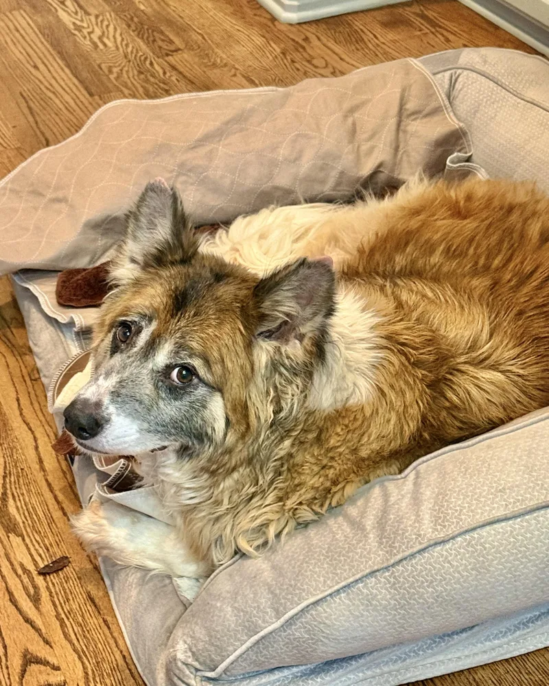 A senior large-sized male Brown / Chocolate Akita dog named Tanuki for adoption in New York, NY