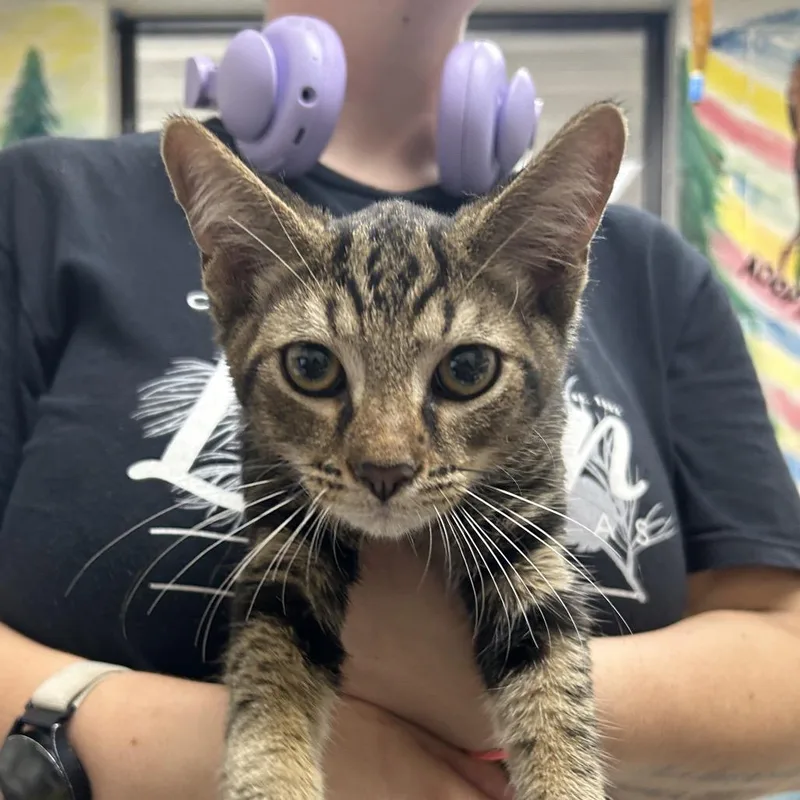 A young small-sized male Gray / Blue / Silver American Shorthair cat named Logan for adoption in Lufkin, TX