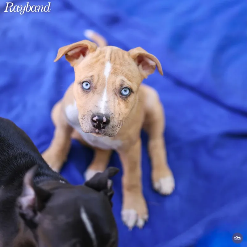 A baby small-sized female Yellow / Tan / Blond / Fawn Pit Bull Terrier dog named Rayband for adoption in Hopkinton, MA