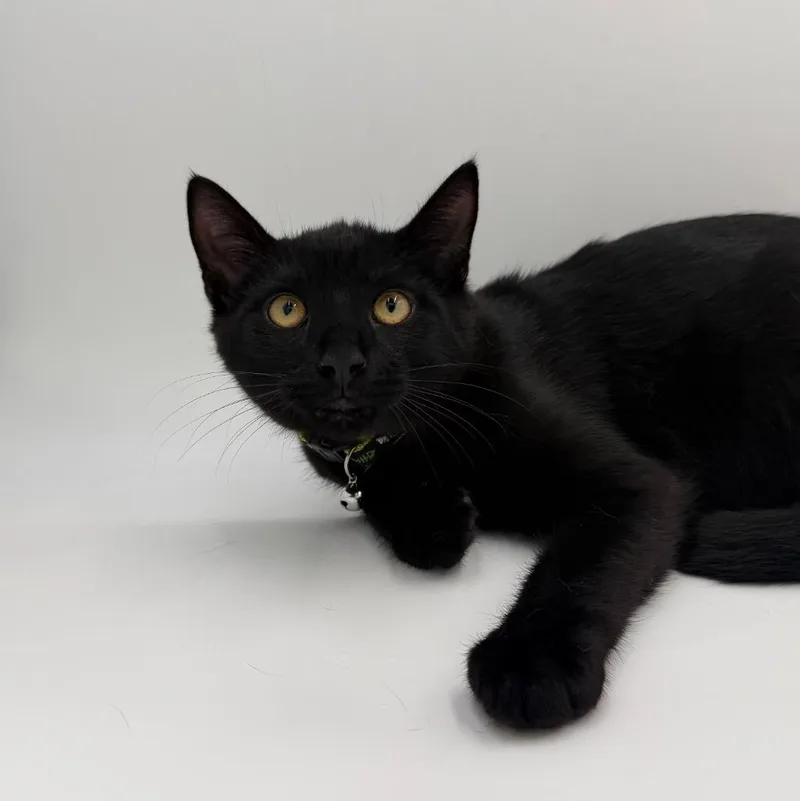 A baby medium-sized male Domestic Short Hair cat named Crunchwrap Supreme for adoption in State College, PA
