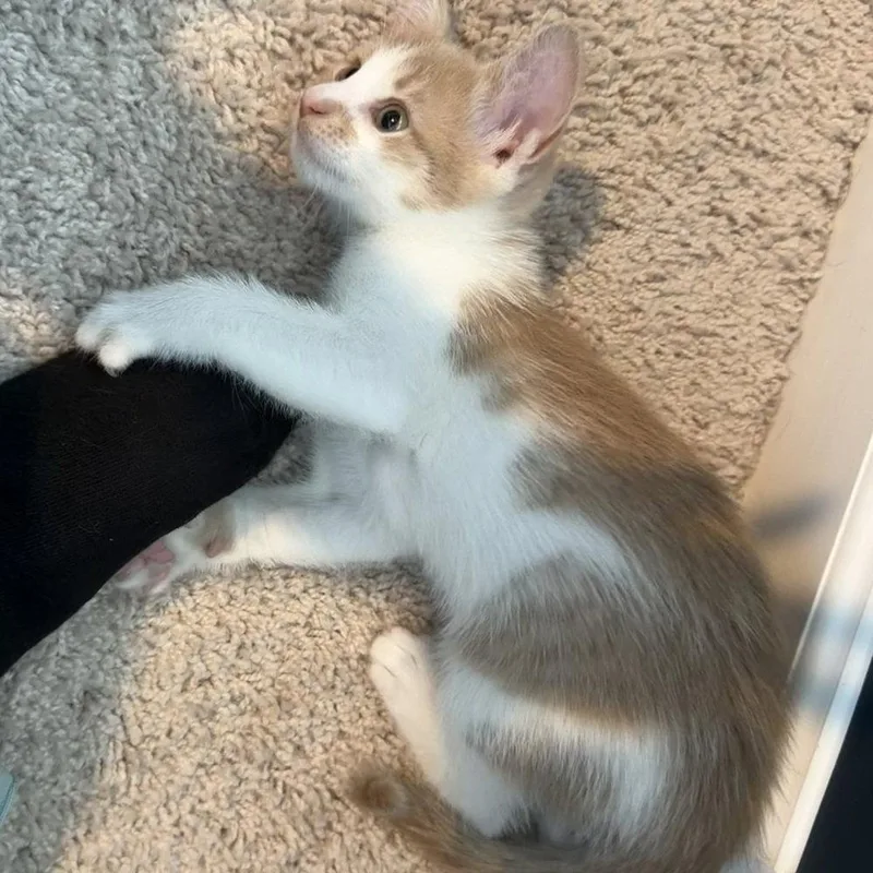 A baby medium-sized male Domestic Short Hair cat named Mordin for adoption in Candler, NC