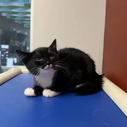 Whisker Biscuit