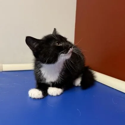 Whisker Biscuit thumbnail 2