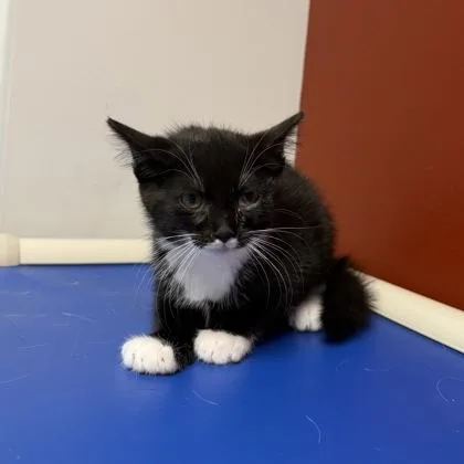 Whisker Biscuit thumbnail 3
