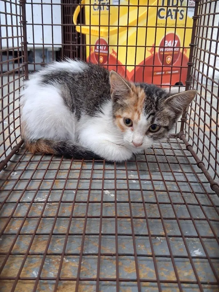 A baby large-sized female Domestic Short Hair cat named Mercy for adoption in Brownwood, TX