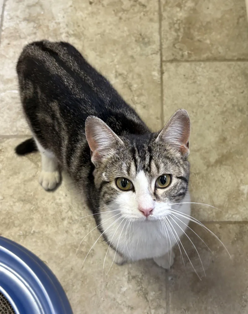 Millicent thumbnail 2