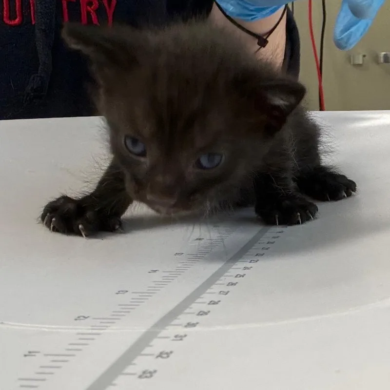 A baby small-sized male Black Domestic Short Hair cat named Eclipse for adoption in Columbiana, AL