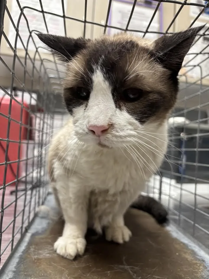 A senior large-sized male Domestic Short Hair cat named Willis for adoption in Las Vegas, NV