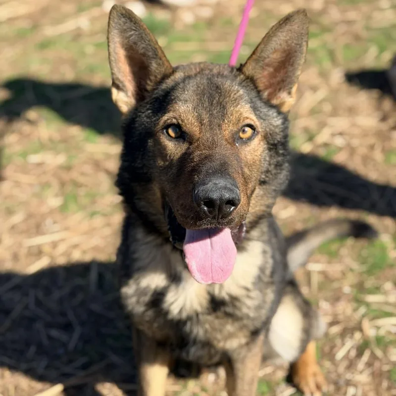 Maximus