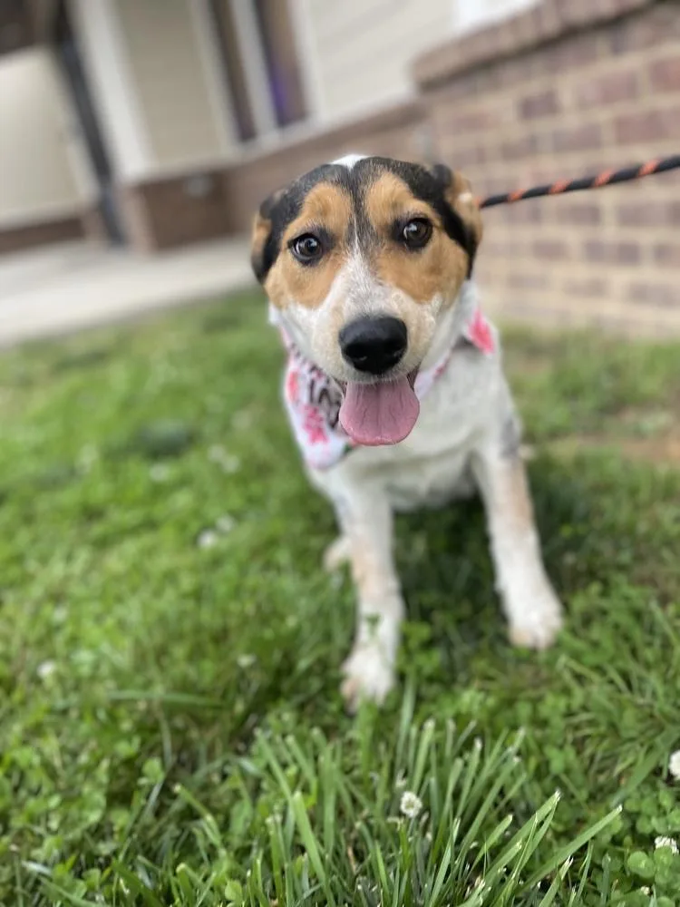 Birdie  Cavatelli thumbnail 3