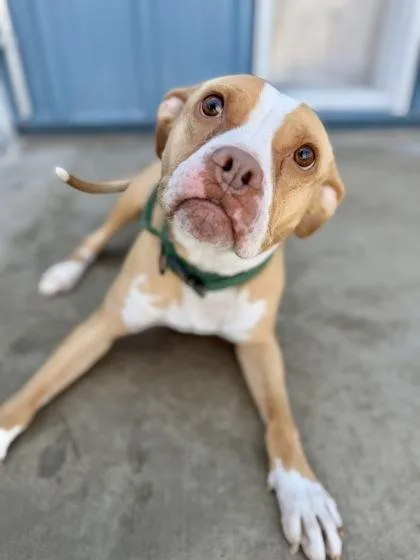 An adult large-sized female Boxer dog named Luna for adoption in Aberdeen, SD