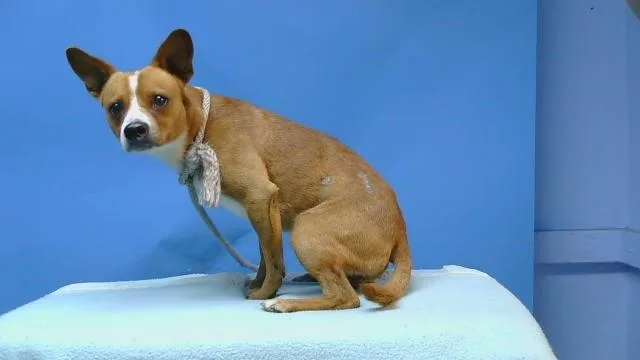 An adult small-sized male Basenji dog named Munch for adoption in Gardena, CA