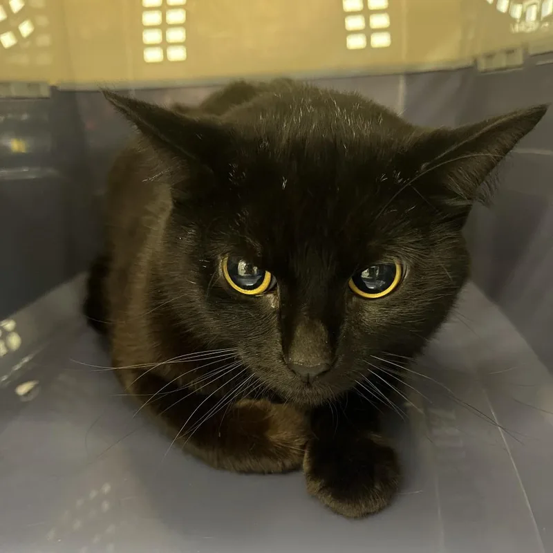 An adult medium-sized female Black Domestic Short Hair cat named Boxelder Beetle for adoption in Oak Park, IL
