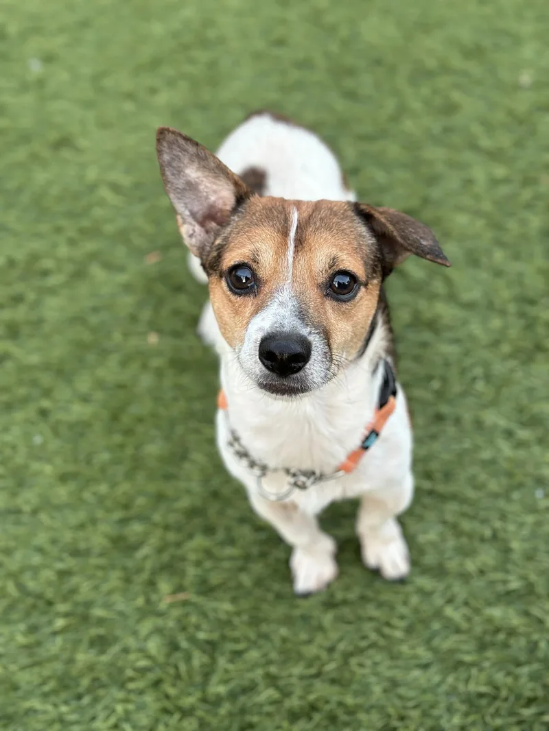 An adult small-sized male Chihuahua dog named Lincolin for adoption in San Francisco, CA