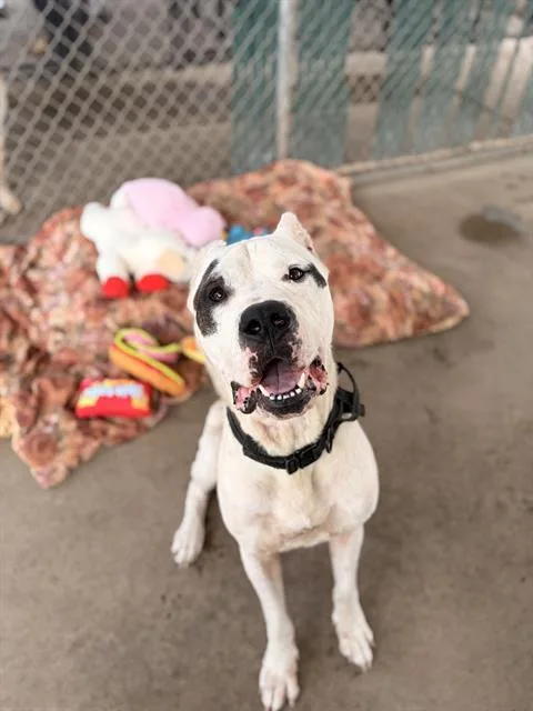 A young large-sized male Dogo Argentino dog named Antwan for adoption in Chula Vista, CA